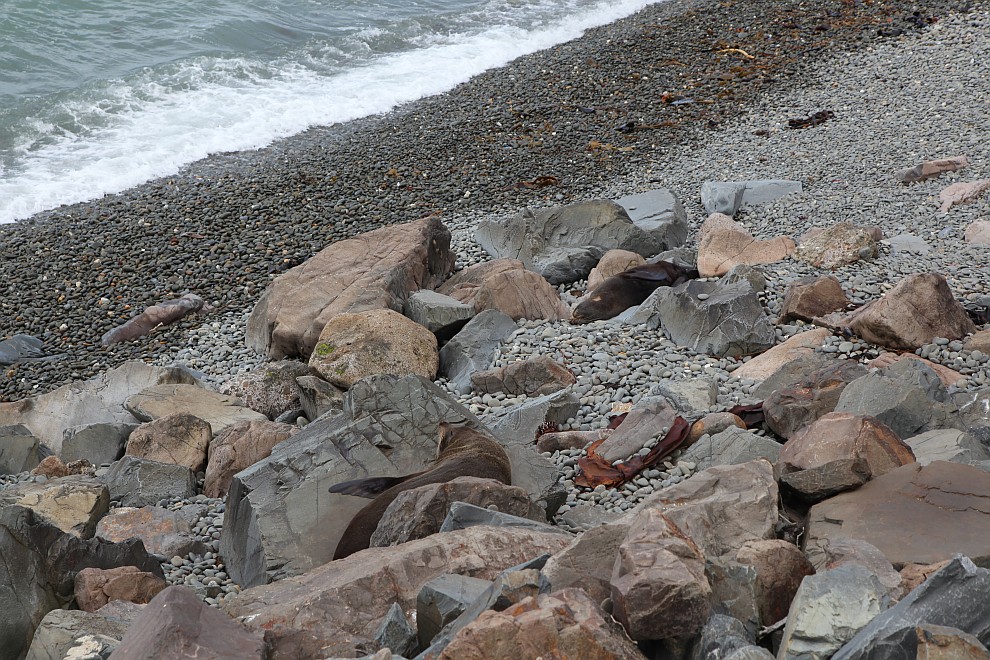 Seelöwen zwischen den Felsen